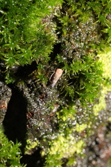 Metidiocerus rutilans