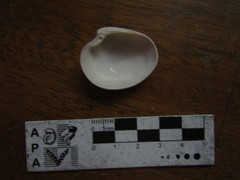 Eucallista purpurata