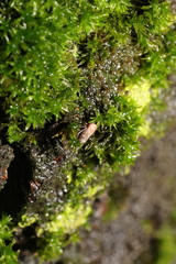 Metidiocerus rutilans