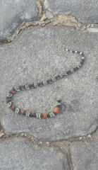 Lampropeltis micropholis