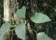 Syngonium schottianum image