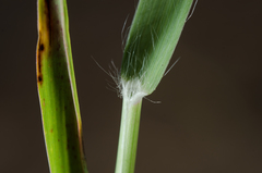 Panicum voeltzkowii