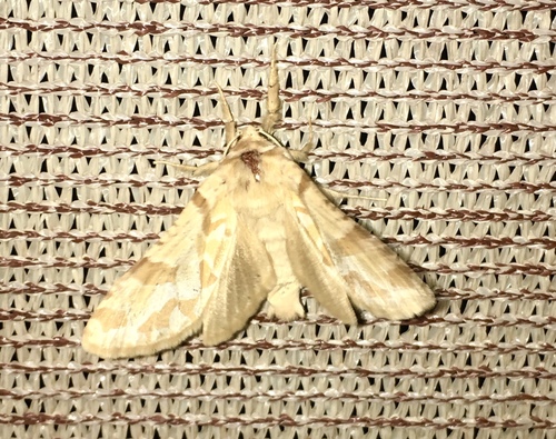 Hypopta brunneomaculata