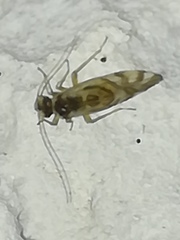 Graphopsocus cruciatus