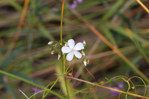 Drosera pallida