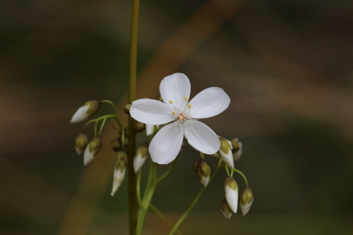Drosera pallida