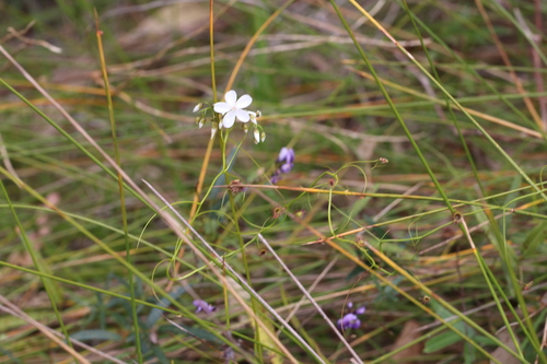 Drosera pallida