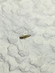Graphopsocus cruciatus