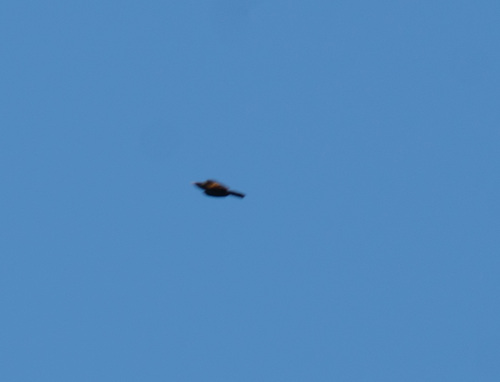 Red-winged Blackbird