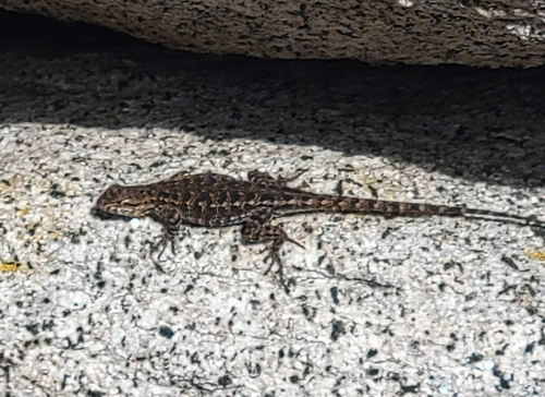 iNaturalist observation photo of Western Fence Lizard