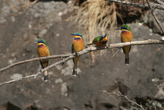 Merops lafresnayii