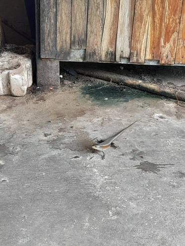 Common Sun Skink