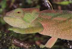 Calumma oshaughnessyi