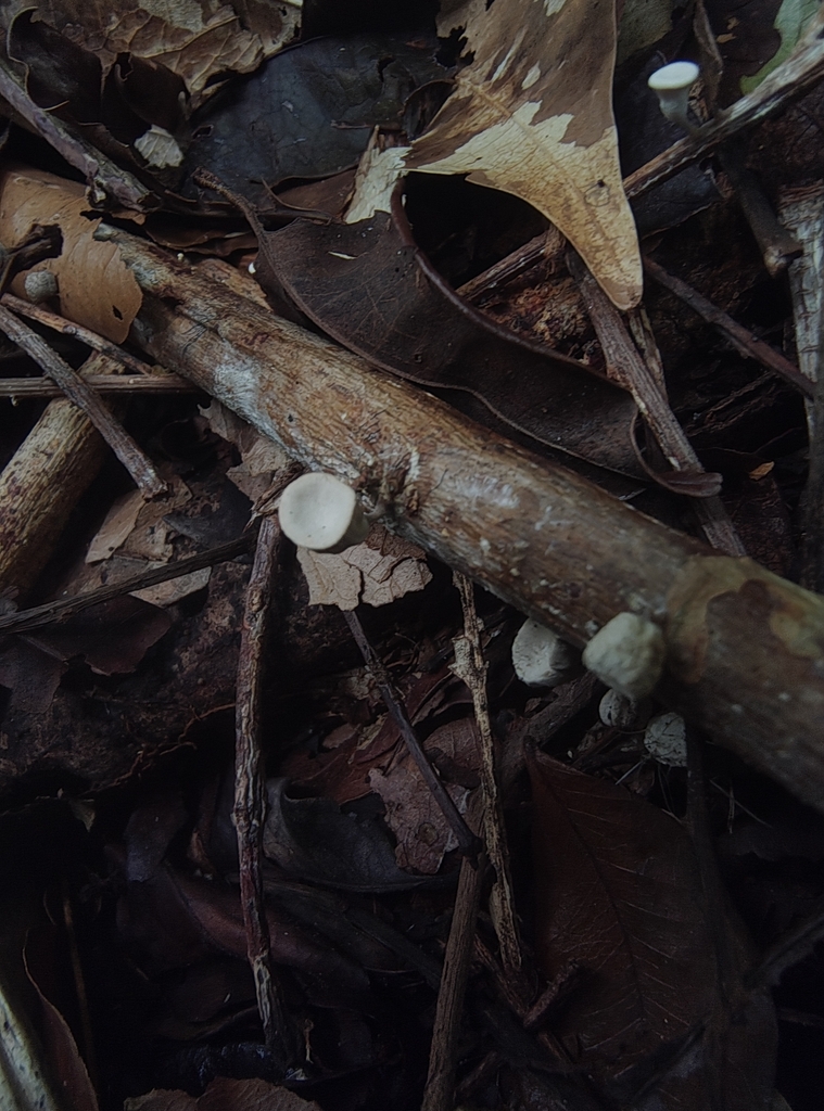 Gymnopus montagnei · September 2025 · photo: © renatofbandeira (iNaturalist, cc-by)