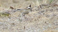 Lophospingus pusillus