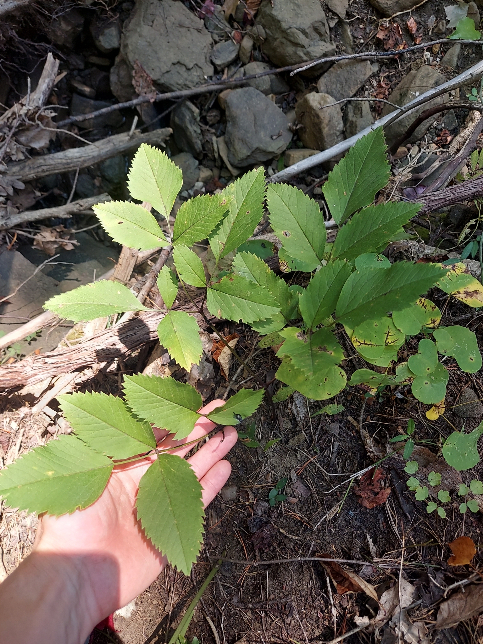 Canadian Licorice-Root (Ligusticum canadense)