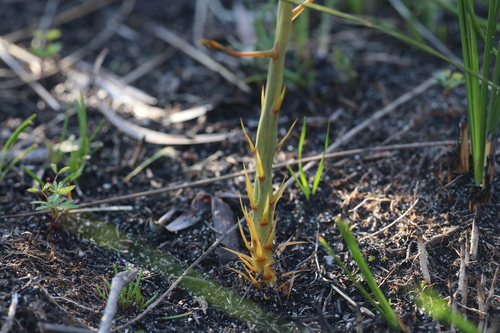 Drosera geniculata (Drosera geniculata)