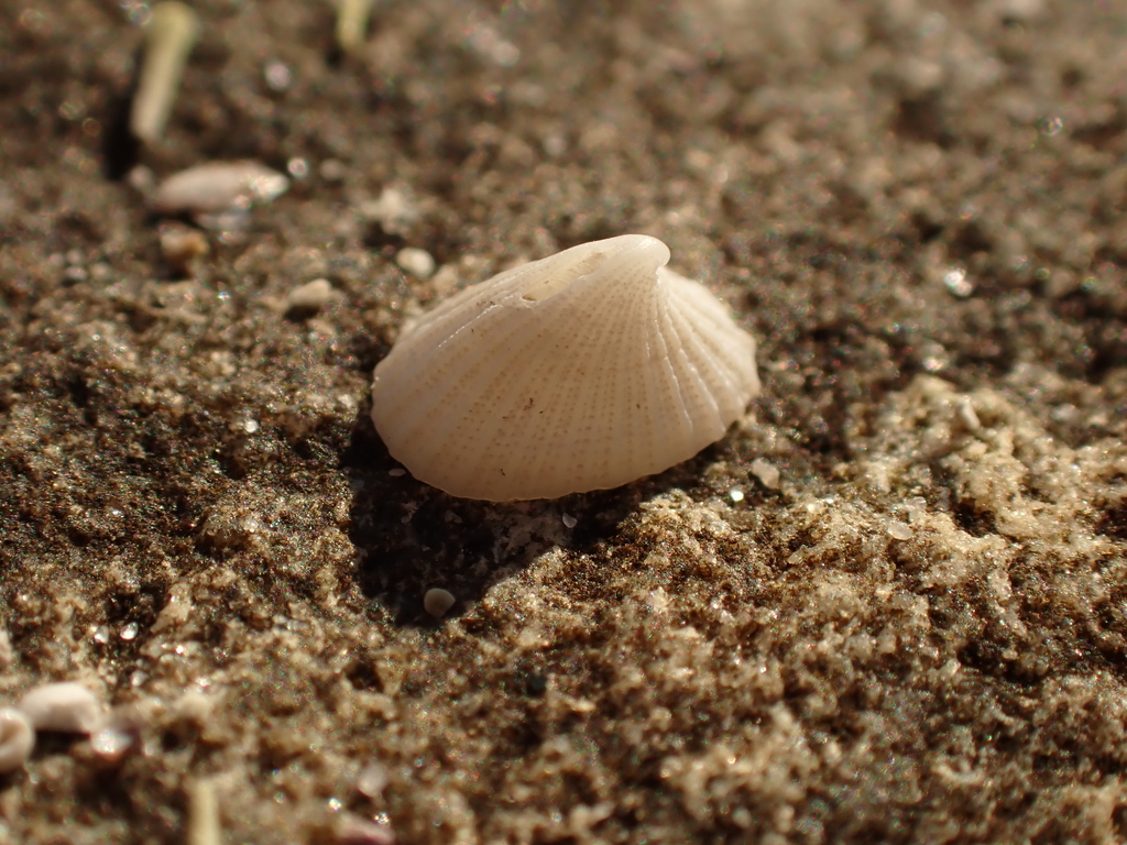Noah's Keyhole Limpet