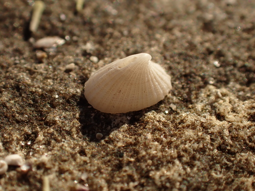 Noah's Keyhole Limpet