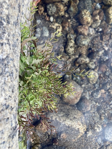 curvepod yellowcress (Rorippa curvisiliqua)