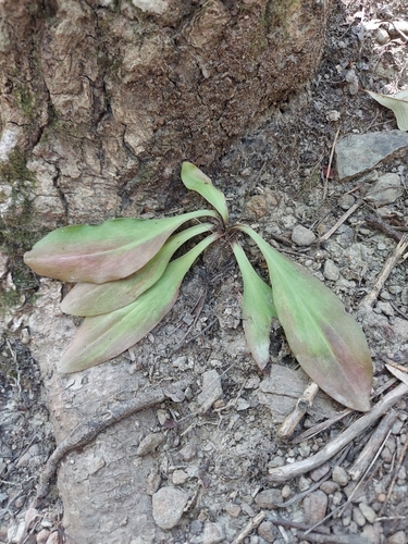 devil's bit (Chamaelirium luteum)