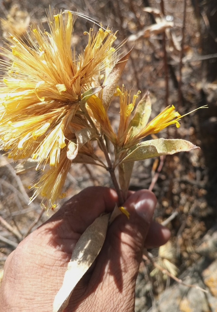 Hyaloseris quadriflora
