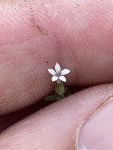 White false gilia (Allophyllum integrifolium)