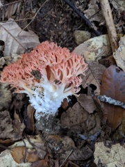 Ramaria stuntzii