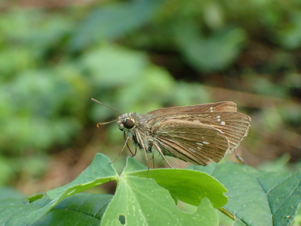 オオチャバネセセリ
