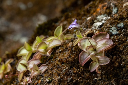 Pinguicula rosmarieae