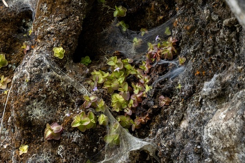 Pinguicula rosmarieae