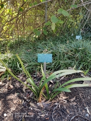 Clivia miniata citrina
