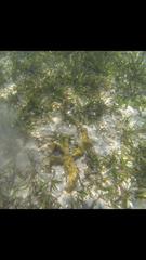 Thalassia