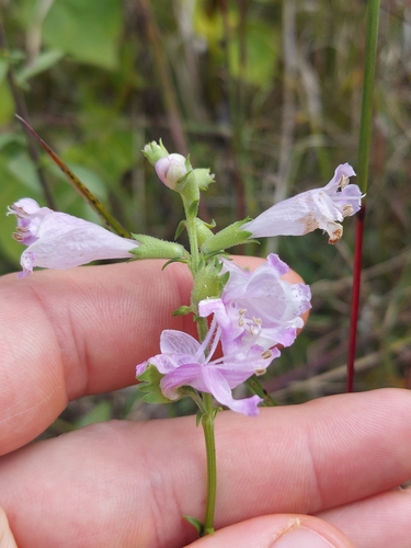 Physostegia virginiana