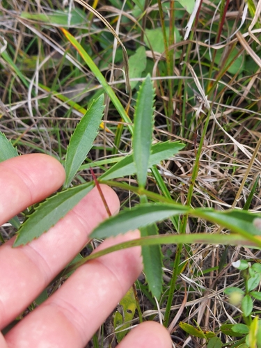 Physostegia virginiana