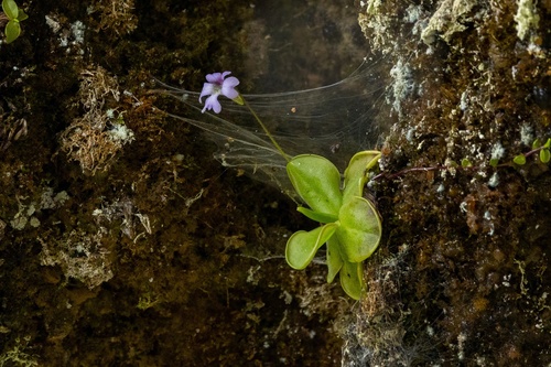 Pinguicula rosmarieae