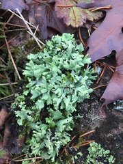 Cladonia turgida