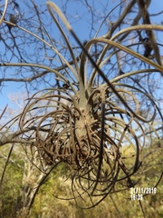 Tillandsia exserta