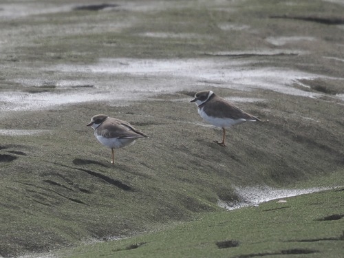 Charadrius, 2025-09-20