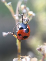 Coccinella septempunctata