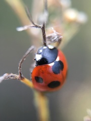 Coccinella septempunctata