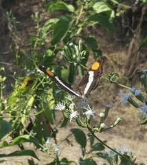 Doxocopa laure laure