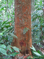 Parkia pendula