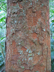 Parkia pendula