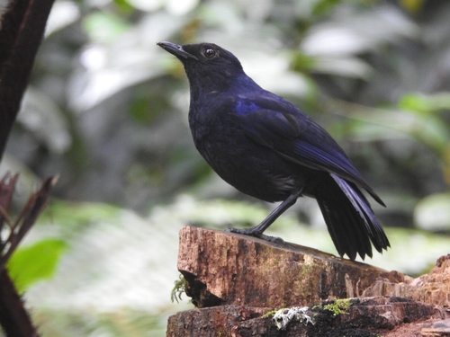 Javan Whistling Thrush (Myophonus glaucinus), photo 2