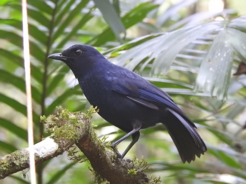 Javan Whistling Thrush (Myophonus glaucinus), photo 3
