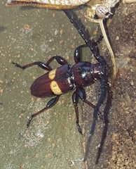 Lissonotus flavocinctus