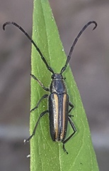 Sphaenothecus argenteus