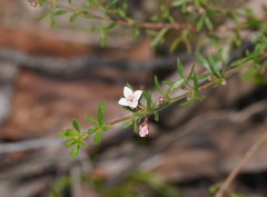 Cyanothamnus nanus pubescens