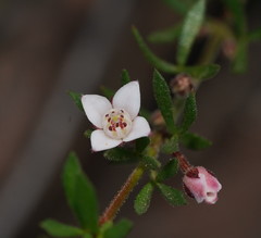 Cyanothamnus nanus pubescens